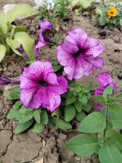 The image shows a close-up view of several purple petunias with intricate dark purple veins against a backdrop of dry, cracked soil and green foliage. In the upper right corner, a small, out-of-focus yellow flower is visible. The scene appears to be an outdoor garden bed. There is no discernible indication of the city of Mykolaiv, Ukraine, or any people or specific actions.