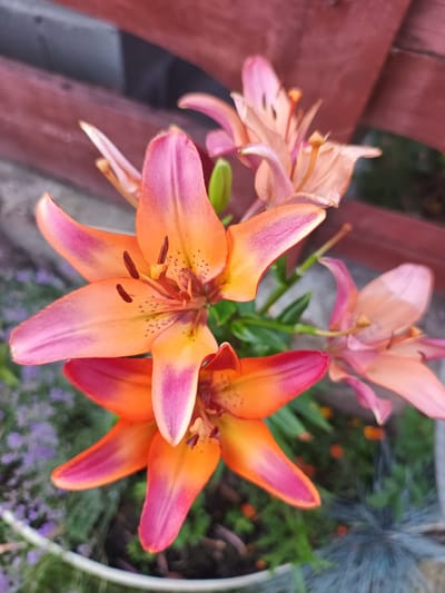 A cluster of vibrant lilies, featuring a gradient of orange to pink petals with dark speckles, are in full bloom. Some lilies are open and facing the camera, while others are partially closed or in bud. The flowers are set against a blurred background of greenery and a reddish-brown wooden fence. The scene appears to be an outdoor garden setting.