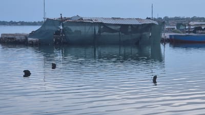 This media file depicts a tranquil, early morning scene on the water, likely in Taranto, Italy. The sky is overcast, suggesting a cool, possibly humid, day. The water itself is calm, with gentle ripples reflecting the subdued light.
The primary subjects are a rustic, makeshift structure built on a stone platform over the water, and a blue and red boat moored nearby. The structure appears to be constructed from corrugated metal for the roof, with tarpaulin or netting draped around its sides, creating a somewhat dilapidated and improvised shelter. It is supported by visible poles and scaffolding. The boat, a traditional fishing vessel, adds a touch of maritime character to the scene.
In the foreground of the water, several dark, organic-looking objects protrude from the surface, their purpose unclear – they could be natural formations, mooring posts, or debris. The overall impression is one of a working waterfront, perhaps a small fishing community or an area used for aquaculture. The subdued lighting and calm water evoke a sense of quietude and the early hours of the day, before the hustle and bustle of activity begins. No people are visible in the frame, and there is no visible text.