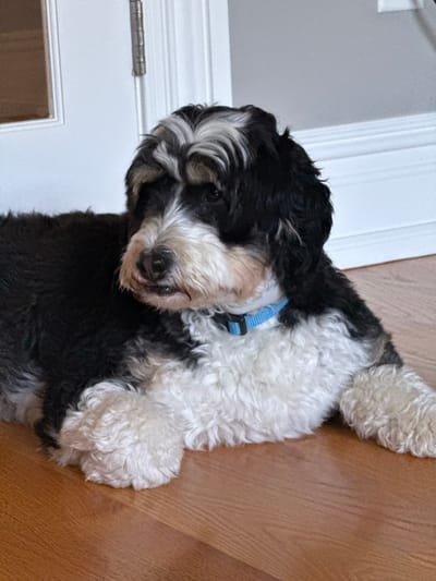 A medium-sized tricolored dog, consistent with a Bernedoodle, is centrally positioned, lying on a polished light brown wooden floor. The dog exhibits black fur on its upper body and head, white fur on its chest, belly, and forelegs, and distinct tan markings above its eyes and on its cheeks. A white and black striped pattern is visible on its forehead. A light blue fabric collar with a black plastic buckle is worn around its neck. The dog's head is turned approximately 30 degrees to its left, with a closed mouth and slightly visible lower lip. The immediate background features a white paneled door with a visible silver hinge and white trim on the left, and a plain light grey wall with white baseboard molding on the right. The scene is set indoors. The image provides no identifiable elements to determine a specific geographical location within the city of Princeton, United States.