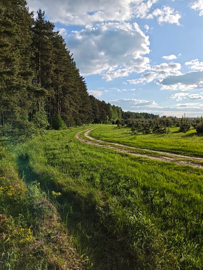 The image depicts a dirt road curving through a grassy field next to a dense forest. The forest, composed of tall, thin trees, lines the left side of the image. The road, with visible tire tracks, leads into the distance. The field is covered in lush green grass and some scattered small trees. The sky is blue with white clouds. The location is likely near Заречье, Russia, based on the prompt. There are no people visible.