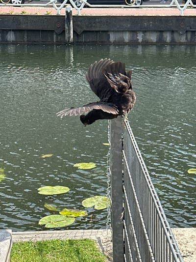 A black swan takes flight from a canal in Utrecht, Netherlands. The canal has a metal bridge and lily pads. A stone edge is visible with a short metal fence on the left. A grassy bank is on the right.