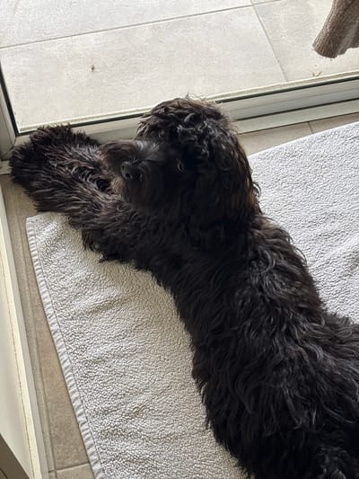 A dark-furred dog, consistent with a Poodle or Doodle breed, is depicted lying horizontally on a white terry cloth towel. The dog's head is positioned towards the left of the frame, with its snout facing slightly upward and its eyes directed towards the right. Its front limbs are extended forward. The towel rests on a light-colored tiled floor. Behind the dog, a clear glass pane is visible within a white or light-colored frame, likely a window or sliding door. A small, light-colored insect is present on the exterior surface of the glass pane above the dog's head. The scene occurs indoors in Ramat HaSharon, Israel.