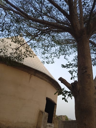 A rounded, light-colored building with a tiled, conical roof is partially visible. A large tree with a thick trunk and sparse leaves dominates the right side. A dark, empty window or opening is visible in the side of the building. A stone wall or structure is visible behind the building in the distance. The sky is light blue and partially obscured by the tree branches.