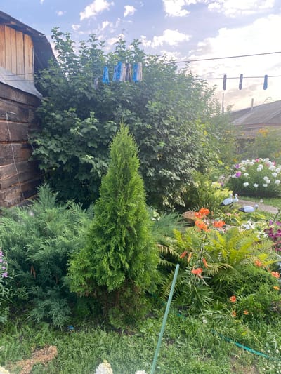 The image depicts a sunlit garden scene with a rustic wooden structure on the left. The garden features a variety of lush green plants, including a conical evergreen tree in the foreground and dense shrubs. Several colorful flowers, primarily orange lilies and white and pink hydrangeas, are visible throughout the garden. Decorative white stork figures are placed among the plants. In the background, a residential building with a corrugated roof is visible. Clotheslines with clothespins are strung across the upper portion of the image, suggesting laundry is being air-dried. The sky above is partly cloudy. This scene is representative of a residential garden in the city of Sakmara, Russia, likely during warmer months.