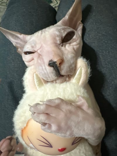 This is a close-up, eye-level photograph of a Sphynx cat lying on a person's lap, which is covered by dark denim fabric. The cat is light pink with some darker markings on its nose and ears. It is wearing a white, fluffy costume with ear-like protrusions on the hood. The cat's front paws are resting on a doll-like object with a light-colored face featuring drawn-on eyelashes and a red mouth. The cat's eyes are partially closed, giving it a sleepy or squinting appearance. The overall lighting is dim, suggesting an indoor setting. There is no information in the image to indicate the location in Togliatti, Russia.