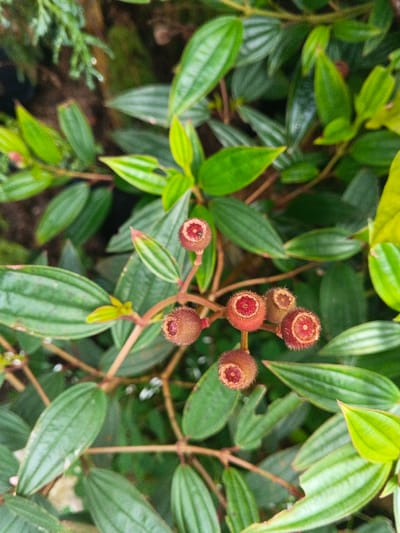The image displays a close-up, top-down view of a plant in Pacet, Indonesia, featuring a cluster of six prominent, reddish-brown, spherical fruits. Each fruit, approximately 1-2 cm in diameter, is covered in fine, light-colored hairs and possesses a distinct central opening revealing a bright reddish-orange interior. These fruits are attached to slender, reddish-brown stems. Surrounding the fruit cluster are numerous green leaves belonging to the same plant. The leaves are ovate to lanceolate with distinct parallel veins, exhibiting various shades of green, including vibrant new growth and darker mature foliage. The background consists of blurred green vegetation, indicating a dense natural environment. No individuals or man-made objects are visible.