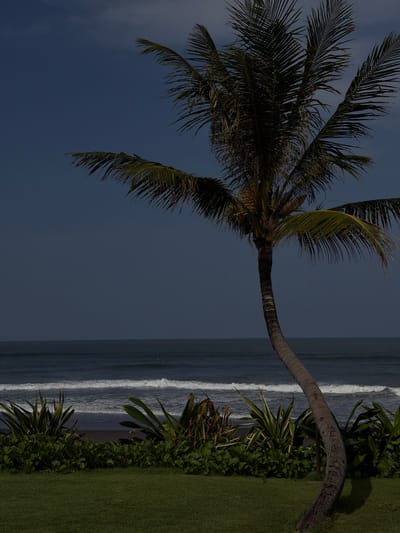 A vertical image depicts a coastal scene in Belalang, Indonesia. A singular, slender palm tree with a distinctly curved, dark brown trunk occupies the right foreground, extending from the lower right to the upper right. Its dark green fronds are silhouetted against a deep blue, mostly clear sky. Clusters of what appear to be developing coconuts or flowers are visible near the palm's crown.
Below the palm tree, the immediate foreground consists of a meticulously maintained green lawn. Beyond the lawn, a dense band of various tropical foliage, including broad-leafed plants and smaller green shrubs, stretches horizontally across the mid-ground. This vegetation borders a narrow strip of dark sandy beach.
The middle ground is dominated by the ocean, characterized by dark blue-grey water with several distinct white-capped waves breaking and rolling towards the shore. Distantly, beyond the immediate surf line, multiple small, dark, indistinct figures are visible in the water, consistent with human presence, likely surfers. No specific actions or interactions are discernible among these figures due to distance. The horizon line of the ocean is visible, with the dark blue sky above.