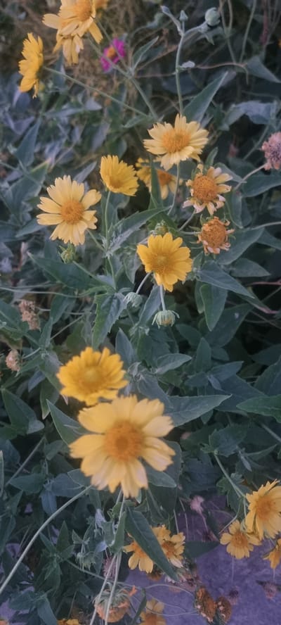 This media file features a close-up, slightly angled view of a cluster of yellow flowers with green foliage. The flowers, appearing to be a variety of daisy or aster, have bright yellow petals radiating from a central, darker yellow disk. Some flowers are in full bloom, while others are buds or appear withered, suggesting a natural, outdoor setting.
The scene is dominated by the vibrant yellow of the flowers and the deep green of the leaves, creating a natural and somewhat wild aesthetic. The lighting suggests it could be late afternoon or early evening, with the soft light casting gentle shadows and highlighting the textures of the petals and leaves. There are no people or animals visible.
A small, out-of-focus patch of pink can be seen in the lower left quadrant, possibly another type of flower or a detail of the foliage. The background is a blend of darker green leaves and a muted, purplish-gray textured surface, possibly a wall or paving stones, hinting at a cultivated garden or a natural landscape adjacent to human-made structures.
The overall impression is one of natural beauty and the cyclical nature of life, with blooming and fading flowers coexisting. The location context of Bukhara, Uzbekistan, adds a layer of cultural richness, though visually there are no direct cues to this specific location beyond the general impression of flora that might be found in a region with a continental climate. No text is visible in the image.