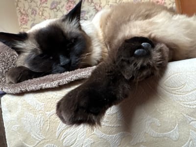 A Siamese cat is sleeping on a light-colored patterned surface, possibly a piece of furniture like a chair or ottoman. The cat's face is dark brown or black, with its eyes closed. Its body is mostly tan, and one of its front paws is extended and draped over the edge of the surface, showing its dark pads. There is a brown textured object, likely a blanket or cushion, underneath part of the cat's head. The background is a wall with a floral pattern. The location in Simferopol, Ukraine, is not determinable from the image.