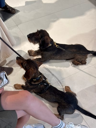 Two wire-haired dachshunds, one brown and black and the other darker brown, are lying on a tiled floor. Both dogs are wearing collars and harnesses, with leashes attached. The larger dog is positioned in the upper right of the frame, while the smaller dog is in the lower center. In the foreground, a person's legs are visible, with their right leg crossed over their left. They are wearing green shorts and white sneakers with grey stripes. A smartphone is held in their left hand, displaying a reflection of their face. The environment appears to be indoors, possibly a retail establishment, given the tiled floor and a hint of what looks like fabric or clothing draped on the left side of the image. The floor tiles are light-colored and laid in a grid pattern. Shadows from overhead lighting are cast on the floor. There is no specific visual information to definitively place the location in Noventa di Piave, Italy, but it could be a shop within the Noventa Designer Outlet, a known shopping destination in that area.