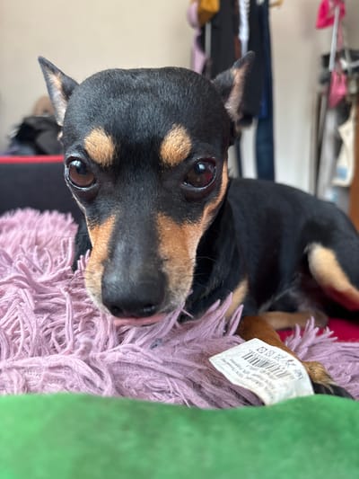 A close-up, portrait-style shot captures a small black and tan dog, likely a Miniature Pinscher or similar breed, gazing directly at the camera. The dog's head is tilted slightly, with prominent dark eyes reflecting a gentle and curious expression. A tiny portion of its tongue is visible, possibly indicating it's licking its nose. Its short, sleek fur is black with tan markings above its eyes, on its snout, and on its chest and legs.
The dog is positioned indoors, resting or lying on a vibrant purple, shaggy or fluffy material, which could be a blanket or a large toy. To the right of the dog, a bright green, soft fabric object is partially visible, creating a strong color contrast. Part of a white label with text and a barcode is tucked into the purple material near the dog's body. The background is softly blurred, showing hints of various household items and fabrics in muted tones, suggesting a domestic setting in Kuklen, Bulgaria.
Visible text on the label reads: "100% Политокероо 100% Полиестер" and "100% Poliester 100% Polyester," indicating the material composition of the fluffy item. Below this, "ITM NO 23PPL-1" is also legible. The lighting is soft and even, highlighting the dog's features and the textures of the fabrics.