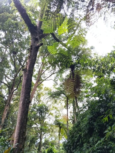 The scene depicts a dense tropical forest environment, viewed from a low angle looking upwards towards the canopy. The location is specified as Bangalum Bridge, Papua New Guinea. The primary subjects are numerous trees of varying heights and species, characterized by lush green foliage.
In the left foreground, a large tree trunk, dark brown with patches of lighter moss or lichen, rises vertically and branches out into a canopy of green leaves. Adjacent to it and further into the midground, multiple other tree trunks and branches are visible, also heavily foliated. Several large tree ferns are prominent subjects, particularly one in the upper right quadrant exhibiting a distinct radial pattern of green fronds at its crown, and another with fronds extending downwards.
The sky, visible through gaps in the dense canopy, appears bright and overcast, diffusing the natural light. The overall color palette is dominated by various shades of green from the abundant vegetation. No human subjects, animals, or man-made objects are present. No discernible actions or interactions are occurring; the scene is a static depiction of a natural forest landscape.