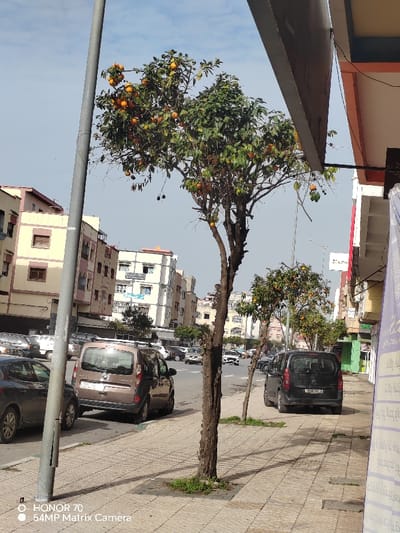The image presents an urban street scene in Salé, Morocco, captured during the daytime under a partially cloudy sky. The prominent subject is a tall, slender tree situated on the sidewalk in the foreground, heavily laden with ripe, orange-like fruits, suggesting it is a citrus tree. Several other similar fruit-bearing trees line the sidewalk further down the street on both sides. A metallic grey light pole stands to the left of the main tree.

Multi-story buildings with various architectural styles and light-colored facades (beige, white, and light pink) line both sides of the paved street. These buildings feature numerous windows, some with shutters, and a few have balconies or awnings. On a building in the mid-ground to the left, a blue sign with white text is visible.

The street is busy with vehicular traffic. Cars are parked along both curbs and others are in motion. In the mid-ground, a brown utility vehicle (resembling a Renault Kangoo or Dacia Dokker) is parked on the left, while a black utility vehicle (similar to a Citroën Berlingo or Peugeot Rifter) is parked on the right.

On the far right, a large purple banner with white Arabic script is partially visible, indicating a commercial establishment. Further down the street, other signs are visible, including a tall white sign with blue lettering. The general atmosphere depicts a typical, active city street.

A watermark in the bottom-left corner states "HONOR 70 54MP Matrix Camera".