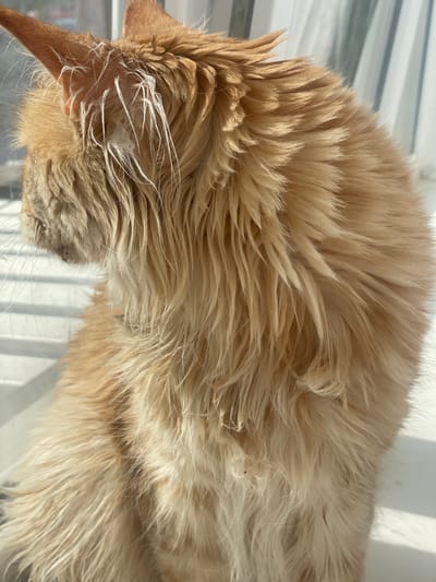 The image shows a close-up view of a ginger-colored cat's fur. The fur is long and appears somewhat disheveled, with strands sticking out, particularly around the face and neck. The lighting suggests it is daytime, with sunlight casting shadows and highlighting the texture of the fur. The background is blurred, but appears to be an indoor setting near a window, indicated by white vertical blinds or a similar structure. There are no visible people, text, or a clearly identifiable scene beyond the cat's fur. The focus is entirely on the texture, color, and individual strands of the cat's coat.