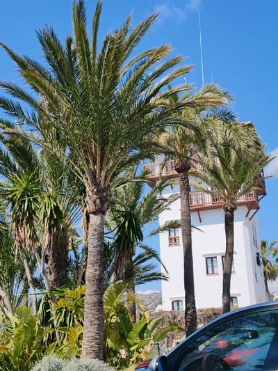 The image displays an outdoor scene in Calvià, Spain, under a clear blue sky. The foreground features the partial view of a dark-colored vehicle, likely a car, with reflections visible on its front window. Dominating the midground are several mature palm trees with robust trunks and vibrant green fronds. Interspersed among the palms are other large-leafed tropical plants. Behind the vegetation, a multi-story white building is prominent, characterized by its rectangular windows with dark frames and a distinctive upper section featuring wooden balconies and a pointed roofline, resembling a tower. A slender white antenna extends vertically from the roofline of the building or an adjacent structure. In the distant background, rolling hills or mountains are visible beneath the clear sky. No individuals or specific actions are depicted in the static scene.
