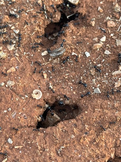 The image captures a close-up view of a colony of black ants on dry, reddish-brown soil. The ground is uneven and cracked, with small pebbles, dirt clods, and bits of dry vegetation scattered across the surface. Several small openings or entrances to ant tunnels are visible. Ants are actively moving in and around these openings and across the soil. One noticeable object is a discarded, translucent, circular insect exuvia lying on the soil. The lighting suggests it is daytime, likely outdoors. The specific location mentioned, Kovačko Polje, Montenegro, provides context for the environment, implying a potentially arid or semi-arid natural setting. There are no people or any other living organisms visible in the frame, apart from the ants and the exuvia. The focus is on the ants and their immediate surroundings, highlighting their activity around their nest entrances.