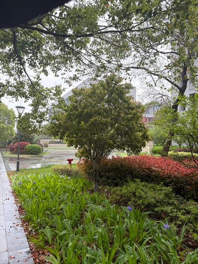 The image shows a view along a tiled walkway in an outdoor setting, likely within the city of Jiangning District, China, based on the local flora and architectural styles. The weather appears overcast and wet, with moisture visible on the pathway and foliage.
On the right side of the walkway, there is a dense planting of greenery, including long, blade-like plants, interspersed with occasional small purple flowers, and patches of fallen leaves along the edge of the path. The vegetation transitions to a dense row of red-leaved shrubs and green bushes.
To the left of the pathway, trees with green leaves frame the view. The branches extend upward, partially obscuring the sky. In the distance, buildings are visible through the trees.
Further down the pathway, a bright red fire hydrant is present. The path itself appears wet, with reflections visible, indicating recent rainfall. Other elements along the path include a lamppost and more shrubbery. There are no people visible in the scene.