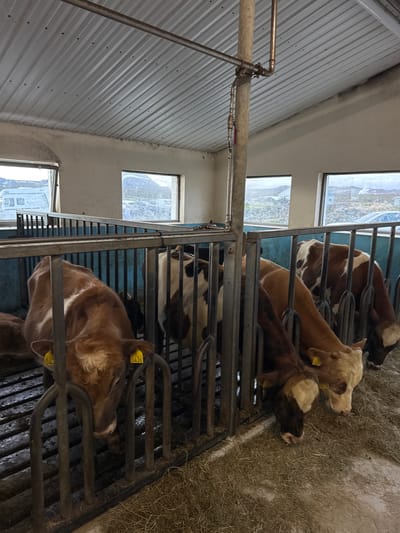 The image, rotated ninety degrees clockwise, captures the interior of an animal housing facility, likely a barn or shed. Several cattle, primarily calves or young cows, are visible in individual metal-barred stalls.

The subjects are multiple cows of varying brown and white coat patterns. In the foreground, a brown cow with a lighter head is lying down, wearing a yellow ear tag marked "0436". Further into the facility, other cows are visible, including a light brown/tan one and a brown and white spotted one, both also wearing yellow ear tags (one partially visible as "043").

The primary activity appears to be resting or eating, as the animals are mostly lying down within their pens, with hay scattered on the ground in front of them, serving as bedding and feed.

Notable details include the structural elements of the barn: a corrugated metal wall on the left, a system of pipes running horizontally, and multiple rectangular windows along the right wall. These windows provide a view to the outside, showing an overcast sky and a distant, indistinct landscape with what might be scattered buildings, consistent with a rural setting such as Reykjahlíð, Iceland. The lighting within the barn suggests it is daytime. The metal pens and floor show signs of wear and are somewhat soiled, as expected in an active animal enclosure.

The only visible text consists of the numbers "0436" and "043" on the yellow ear tags of the cattle.