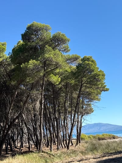 A dense cluster of tall, slender pine trees with dark brown trunks and lush green foliage stands on a sandy area. Some of the trees are partially obscured by others, creating a sense of depth and density. The ground beneath the trees is covered in sand and dry grass. In the background, beyond the trees, a body of water is visible, with a low, green island or landmass in the middle. Further in the distance, a hazy blue mountain range stretches across the horizon under a clear, bright blue sky. The scene appears to be a coastal landscape, possibly near Qendër Vlorë, Albania. There are no people or animals in the image.