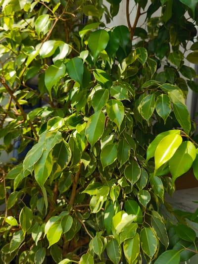 The media file is a close-up, vertical shot of a Ficus benjamina plant with variegated leaves. The leaves are a mix of deep green with creamy white or yellow margins. Sunlight is filtering through the leaves, creating highlights and shadows. The plant is dense with many leaves and branches, obscuring much of the background, though a vertical, light-colored surface, possibly a wall or window frame, is visible on the right. The overall impression is one of lush greenery. The lighting suggests it is daytime, likely sunny. There is no visible text.