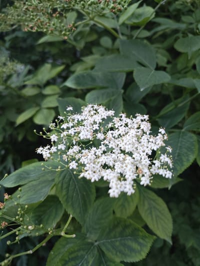 A close-up, eye-level shot showcases a cluster of small, white flowers with yellow centers, arranged in a dense, dome-shaped inflorescence. These flowers are situated amidst lush, dark green foliage, with some leaves appearing slightly serrated along the edges. The background is a blur of darker green, suggesting a natural, outdoor setting with abundant vegetation. The lighting appears soft and diffused, characteristic of an overcast day or the shade of a tree. There are no people or discernible man-made objects in the frame. The focus is entirely on the delicate floral display and the surrounding plant life. The scene is located in the city of Vasylkiv, Russia.