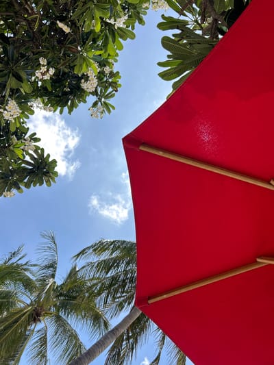 This is a low-angle, close-up shot of a red umbrella with wooden ribs, seen from underneath. The umbrella dominates the right side of the frame. Behind and to the left of the umbrella, palm trees with fronds are visible against a bright blue sky with scattered white clouds. In the upper left corner, a tree with green leaves and white flowers, likely frangipani, is also visible. The image captures a sunny day in what appears to be a tropical or subtropical location, such as Ban Tai Subdistrict, Thailand, characterized by lush vegetation and clear skies. There are no people or specific actions depicted.