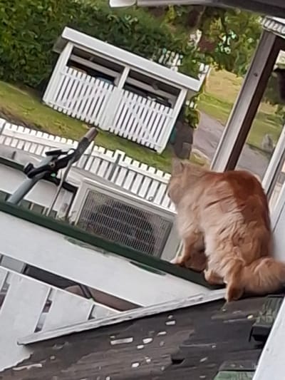 The image depicts an outdoor scene, likely in Åsgårdstrand, Norway, featuring a fluffy, light brown cat sitting on a slanted surface. The cat is facing away from the camera, looking towards the left. In the background, there is a white structure with vertical slats, resembling a fence or a small building with openings. Green foliage is visible behind the white structure. To the left of the cat, a black object with mechanical parts, possibly a part of a scooter or bicycle, is present. The overall environment suggests a residential or outdoor recreational area.