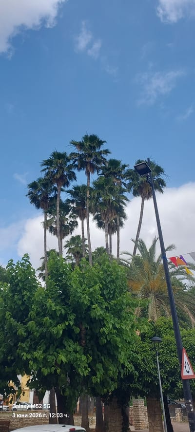 The image captures an outdoor scene under a clear blue sky with scattered white clouds. The setting appears to be a street or public area, consistent with a location in Canals, Spain.

Dominating the left side of the frame is a row of tall palm trees with visible, textured trunks and lush green fronds. To the right, a dense mass of vibrant green foliage from other trees and bushes fills a significant portion of the image, obscuring much of the background. Behind this greenery, another type of palm tree with yellowish fruit or flowers is partially visible.

Artificial elements are also present: a black pole with a street light fixture extends across the upper left and center of the sky. Attached to this pole, towards the upper right, is a triangular traffic sign with a red border and two black arrows, indicating a roundabout or dual direction. Small, colorful triangular flags (red, yellow, purple) are strung near the top right, possibly for decoration. Faint stone or brick structures can be seen behind the foliage on the far right, suggesting buildings or walls. A small portion of a white car is visible at the bottom right corner.

No people or specific activities are depicted, giving the scene a tranquil, static quality. The bright illumination and blue sky suggest it is daytime, confirmed by the visible timestamp.

Visible text overlaid on the bottom right corner of the image indicates "Galaxy M52 5G" (the device used) and "3 июня 2026 г. 12:03 ч.", which translates to "June 3, 2026, 12:03 PM". The weather appears pleasant and sunny, characteristic of a warm climate.