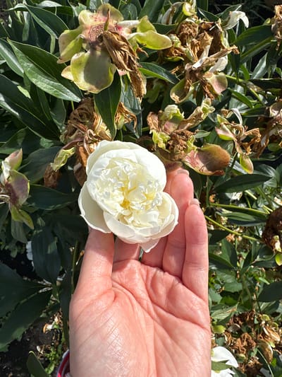 In Yaroslavka, Russia, a hand gently cradles a white peony blossom. The peony, with its layered petals, is the focal point against a backdrop of wilting, faded peonies and lush green foliage. Sunlight filters through, casting shadows and highlighting the textures of the hand and the delicate flowers. The scene suggests a garden setting, possibly late spring or early summer, as some flowers have begun to fade while others remain in bloom.