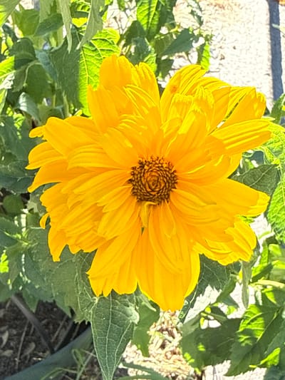 This media file is a close-up, overhead shot of a vibrant yellow sunflower in Rathenow, Germany. The flower is the dominant subject, filling most of the frame. Its petals are numerous and layered, creating a full, almost ruffled appearance. The center of the flower features a detailed brown disk floret. The sunflower is surrounded by lush green foliage, with some leaves showing visible veins and serrated edges.

The lighting suggests it is daytime, with sunlight casting shadows and highlighting the textures of the petals and leaves. The background is a mix of light-colored, textured ground (possibly a path or wall) and darker, out-of-focus areas, hinting at an outdoor garden setting. There are no people or specific events depicted; the focus is solely on the natural beauty of the flower and its immediate surroundings. The overall impression is one of a bright, sunny day in a garden. No text is visible in the image.