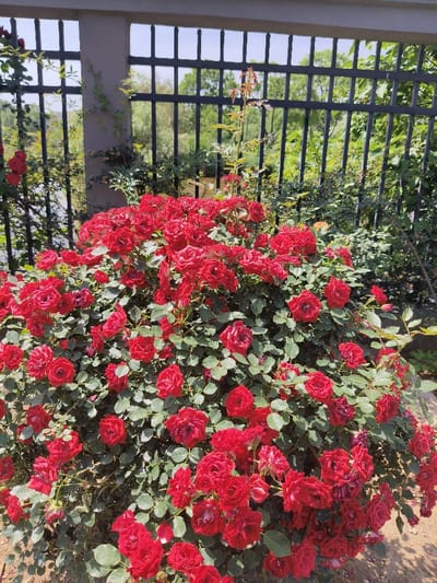 The image shows a bush of red roses in full bloom, situated in front of a black metal fence in Wuhan, China. The coordinates provided, 30.544 latitude and 114.419 longitude, indicate the location is near the Yangtze River, surrounded by lush greenery. The roses are densely clustered, with vibrant red petals and green leaves. The background features a gray concrete fence with black metal bars, extending beyond the frame. The image is a close-up perspective, focusing solely on the roses and the fence. No humans are present in the scene, and there are no other objects or activities observed. The image captures the beauty and vibrancy of the roses in a typical Wuhan landscape.
