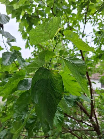 A close-up, low-angle shot captures a cluster of vibrant green leaves on a tree branch, set against a softly blurred background of more foliage and dappled sunlight. The leaves are detailed, showing prominent veins and slightly serrated edges. Some leaves appear glossy, suggesting they may have been recently rained on or are naturally moist. The branches themselves are a dark, earthy brown, crisscrossing the frame and creating a sense of depth.

The scene appears to be outdoors, with the bright, overcast sky visible through the canopy. The overall impression is one of natural beauty and lushness, likely during a daytime in a temperate climate. The location context of Nalchik, Russia, suggests this could be a scene from a park, garden, or natural woodland area in the region. There are no people, text, or specific events depicted; the focus is solely on the botanical details and the serene atmosphere of the foliage.