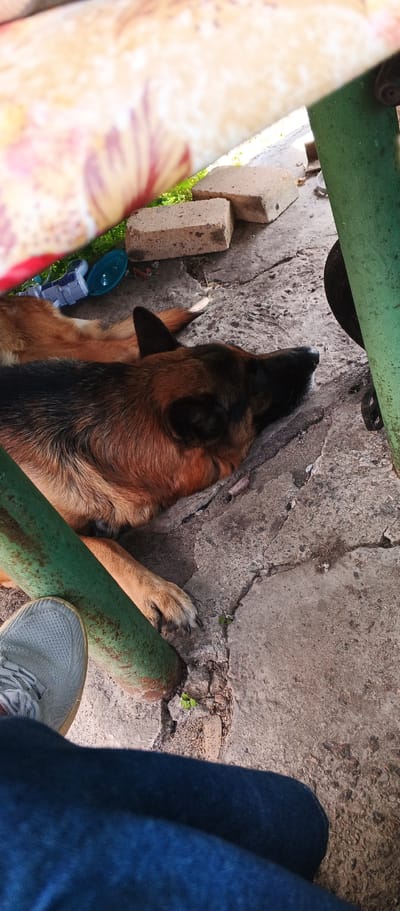 A German Shepherd dog is sleeping on a concrete surface next to a green metal pole. The dog is lying on its side with its head resting on the ground. Its fur is brown and black. In the foreground, a person's feet are visible, wearing grey sneakers and blue jeans. The background shows two bricks and a colorful patterned fabric. The scene appears to be outdoors, possibly in a yard or park. The location is identified as Smila, Ukraine.
