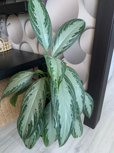 The image shows a potted plant with large, lance-shaped leaves with a silver-green pattern, likely an Aglaonema. The plant is placed indoors, near a dark wood piece of furniture and a textured wallpaper with circular patterns. A woven basket is visible to the left of the plant. The flooring appears to be light-colored wood planks. The scene is static, with no people or animals present. The lighting suggests an indoor environment, possibly a home or office. The location is not specified in the image, and therefore cannot be determined to be in Volchansk, Russia.