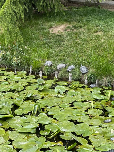 A pond with lily pads occupies the right side of the image, with four turtles positioned on the boundary between the pond and a grassy area on the left. Wooden posts are spaced out along this boundary, potentially serving as a small fence or barrier. The grassy area stretches into the background, partially shaded by trees or vegetation. The location is in Craiova, Romania.