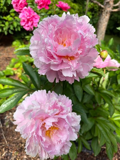 The image displays two large, pale pink peonies in full bloom, occupying the foreground. Their layered petals are soft and delicate, with some appearing almost white at the edges. Small water droplets are visible on some petals, suggesting recent rain or dew. The center of each peony reveals a cluster of yellow stamens.
Behind the prominent pink peonies, a cluster of smaller, more intensely pink peonies is visible, some still in bud form. Lush green foliage surrounds the flowers, with some leaves also bearing water droplets. In the upper left of the frame, a weathered tree branch or log is partially visible, adding a natural, rustic element to the scene. The ground beneath the foliage appears to be covered in mulch or dark soil.
The overall impression is that of a vibrant garden scene, likely captured on a bright, possibly overcast or post-rain, day given the dew on the petals. The lighting suggests it is daytime. The setting is a garden in Baloži, Latvia. There is no text visible in the image. The scene evokes a sense of natural beauty and tranquility.