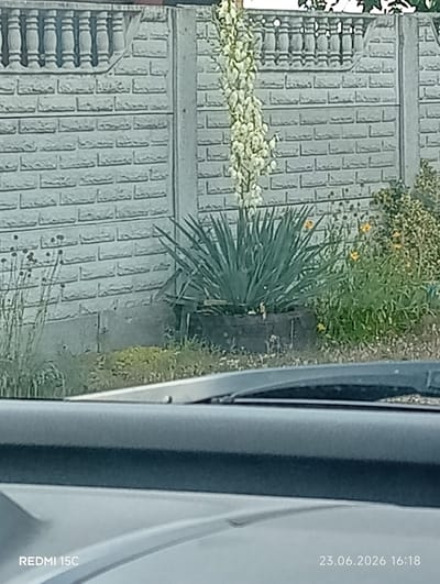 This media file depicts an outdoor scene, likely a residential yard in Mykolaivka, Ukraine. The main subjects are a tall, flowering yucca plant with a dense stalk of white blossoms and a large clump of spiky green yucca leaves. Behind the plants is a gray, brick-patterned concrete fence with decorative pillars along the top. To the right of the yucca, there are smaller yellow flowers and green foliage. The ground in front of the fence appears to be dirt and sparse grass. The foreground shows the interior of a vehicle, including part of the dashboard and windshield, suggesting the photo was taken from a car. Visible text in the lower left corner reads "REDMI 15C," indicating the phone model used, and in the lower right corner, "23.06.2026 16:18," which is a date and time stamp. The lighting suggests it is daytime, likely afternoon given the timestamp. There are no people or animals visible in the frame. The overall impression is a sunny day in a somewhat overgrown garden area.