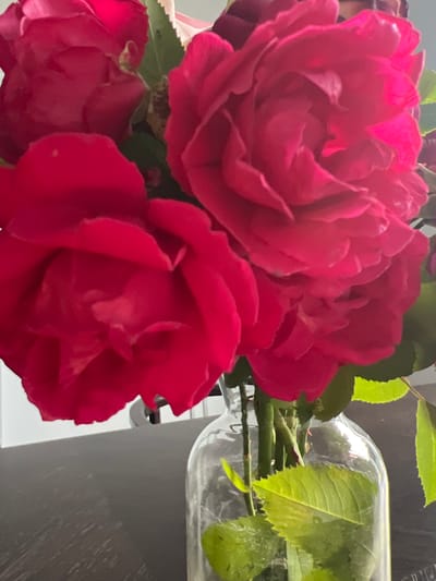 The media file is a close-up photograph of several bright red roses in a vase. The roses are in various stages of bloom, with some appearing fully open and others still tightly furled. The petals are a rich, vibrant red and have a soft, velvety texture. Green leaves and thorny stems are visible, adding a natural contrast to the flowers.
In the background, a clear glass vase is partially visible, containing water and the rose stems. The vase is placed against a dark, textured surface, possibly a wall or a piece of furniture. Sunlight appears to be filtering in from the side, illuminating some of the leaves and creating subtle highlights on the petals and vase. The lighting suggests it is daytime, and the overall mood of the image is serene and beautiful, highlighting the natural beauty of the roses. There is no visible text in the image. The context provided suggests the location is Minzag, Russia, but this cannot be visually confirmed from the image itself.