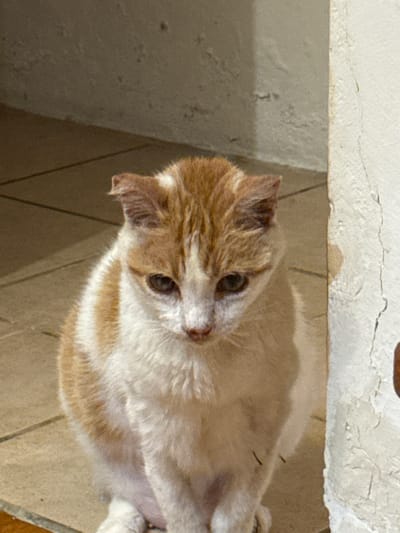 This image, captured in Māhina, France, displays a domestic cat with a white and ginger tabby coat, seated upright on a light-colored tiled floor. The cat's head is slightly tilted downwards, and its amber-colored eyes are directed forward. Its ears are ginger and exhibit a gentle curl at the tips. The background consists of a textured, light-colored wall, and to the immediate right, a structural element with extensively peeling white paint and significant vertical cracking is visible. A dark, indeterminate mark is present on this distressed surface. The scene is uniformly illuminated.