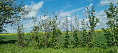 The image presents a rural landscape in Zamfir, Bulgaria, characterized by fields and trees. In the foreground, grassy vegetation extends to the base of several young trees with green leaves and bare branches. Behind these trees, a field of green crops stretches across the midground, bordered by a band of yellow flowers. The background is dominated by a blue sky scattered with white, puffy clouds. There is no evidence of human presence or activity in the immediate scene. The scene suggests a time of year when crops are growing and some trees are still developing foliage.