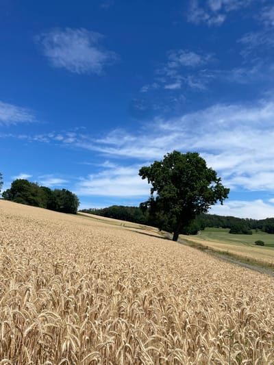 This is a vertical, eye-level, outdoor, daytime, landscape photograph taken in Seigertshausen, Germany. The image depicts a vast field of golden wheat under a bright blue sky dotted with wispy white clouds. The wheat field occupies the right and bottom portions of the frame, with its stalks bent and textured by the wind. A solitary, large, dark green deciduous tree stands in the middle-left of the image, its dense foliage contrasting with the lighter tones of the wheat and sky. Beyond the wheat field, to the left and upper portion of the image, is a line of dark green trees forming a dense forest. Further in the distance, there is a lighter green field and more distant tree lines. The lighting suggests it is a sunny day, likely midday or early afternoon, with no discernible weather events beyond the presence of clouds. There are no people or visible text in the image. The overall impression is one of a peaceful, rural summer landscape.