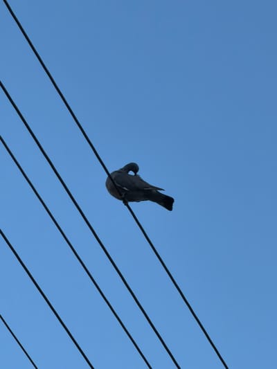 A pigeon is perched upside down on a wire against a clear blue sky. The pigeon is facing away from the viewer, with its head tucked towards its body. Its tail feathers are fanned out, and its wings are slightly spread. The pigeon is gray and appears to be in good health. The wire is black and thin, and it is stretched taut across the sky. There are three other wires visible in the image, all running parallel to the first. The sky is a vibrant blue, with no clouds visible. The image appears to have been taken on a sunny day. The location context is Ożarów Mazowiecki, Poland. There is no visible text in the image.
