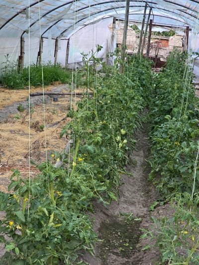 The image shows a greenhouse filled with rows of healthy tomato plants. The plants are lush and green, with many small yellow flowers and some developing green tomatoes visible. They are supported by a system of white strings, which are likely used for trellising. The greenhouse structure itself is visible, with transparent sheeting on the sides and wooden supports. Outside the greenhouse, a rustic brick wall and some greenery can be seen, suggesting an agricultural or rural setting. The ground within the greenhouse is a mix of dark soil and what appears to be dried organic matter, possibly mulch. The lighting suggests it is daytime, and the overall impression is one of productive cultivation. There are no people or animals visible in the image. The scene appears to be peaceful and focused on the growth of the crops.