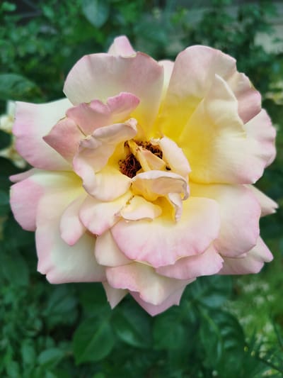 A close-up, vertical shot focuses on a single rose bloom. The rose exhibits a gradient of colors, with the inner petals a vibrant yellow, transitioning to pale cream, and the outer petals delicately edged with soft pink. The petals are ruffled and layered, with some showing signs of slight wilting and browning at the very edges. The center of the rose reveals dark stamens and pistils. The background is a soft blur of lush green foliage, suggesting the rose is in a garden setting. The lighting appears natural, casting soft shadows and highlighting the delicate texture of the petals. The overall impression is one of natural beauty and the ephemeral quality of a blooming flower. There is no visible text, people, or activity taking place. The scene evokes a sense of tranquility and appreciation for nature. The location context is Chernihiv, Ukraine.
