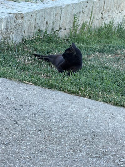 A black cat is positioned in the grass next to a concrete surface. The cat is looking down and appears to be stalking or observing something in the grass. The scene is outdoors, with a bright, possibly sunny, time of day suggested by the lighting. The ground is covered in green grass and a textured concrete path. There is a light-colored stone wall or border to the left of the grass. The image is a still photograph, capturing a moment of quiet observation by the animal. No people are visible in the image. The setting suggests a garden or outdoor area, possibly in Carpignano Salentino, Italy, given the location context. There is no visible text in the image.