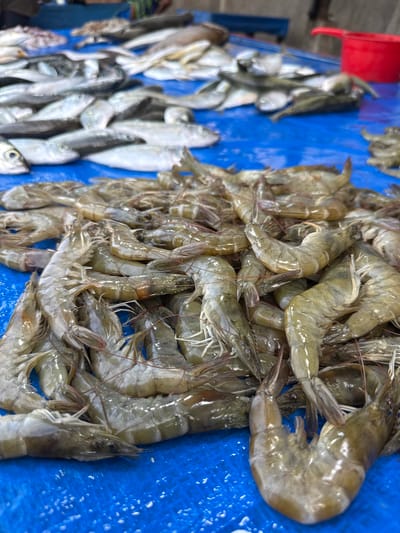 The image shows a close-up view of a pile of fresh shrimp and several small fish displayed on a blue surface, likely a tarp or stall at a market. The shrimp are the dominant subject, with their translucent shells and segmented bodies clearly visible. They are arranged in a haphazard pile, with some lying on their backs and others curled. The fish are smaller and appear to be of a silvery variety, also piled together, with their heads and tails visible. The overall impression is one of a fresh seafood display, possibly at an outdoor market given the blue tarp and the glimpse of a red container in the background. The lighting suggests it is daytime. There are no people visible in the frame, and no text is present. The setting appears to be a marketplace in Uteungeulinggang, Indonesia, as indicated by the location context.
