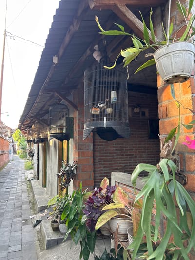 In the city of Yogyakarta, Indonesia, a narrow cobblestone alleyway runs alongside a row of brick buildings with corrugated metal roofs. Several birdcages hang from the eaves, each containing at least one bird. The cages are black, cylindrical, and have perch bars. Plants in pots are placed on ledges and hang from the overhangs, adding greenery to the scene. The light suggests it is either early morning or late afternoon, casting long shadows. The overall atmosphere is one of a quiet, lived-in urban environment.