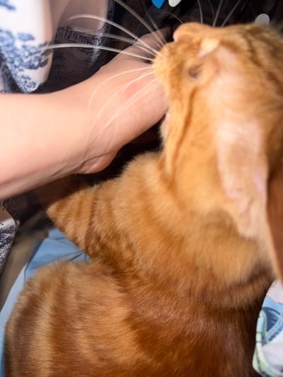 An extreme close-up shot shows an orange tabby cat's head and upper body being petted by a person's hand. The cat's fur is orange with darker stripes. The person's hand, with visible veins and lines on the skin, is stroking the cat's head and cheek area. The background includes blurry fabric patterns in blue and white, and a light blue surface, possibly a bed or blanket. The image is focused on the interaction between the hand and the cat. The location in the city of Lusail, Qatar, is not discernible from the visual information in the image.
