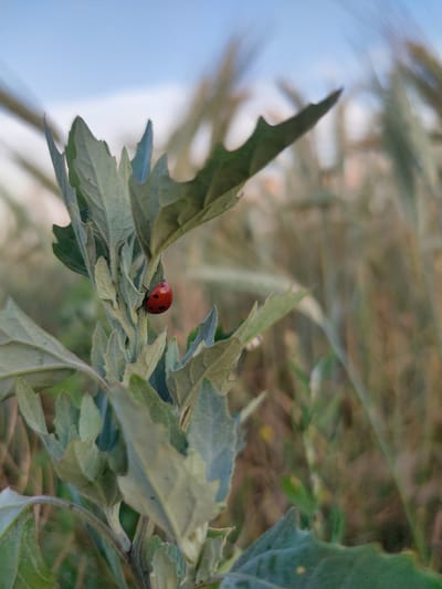 The image features a close-up shot of a ladybug on a plant with serrated green leaves. The ladybug, a small, red insect with black spots, is perched on one of the leaves, facing to the left. The plant itself appears to be growing in a natural setting, with blurred green foliage and stalks of dry grass or grain in the background. The sky is visible at the top of the frame, appearing pale blue and slightly overcast, suggesting it might be late afternoon or early morning, or a partly cloudy day.

The shallow depth of field blurs the background, drawing attention to the ladybug and the intricate details of the plant's leaves and stem. The lighting appears soft, consistent with natural daylight. The overall mood is one of quiet observation of nature. The image is a still photograph, with no visible text. The context provided indicates the location as Capaclia, Moldova.